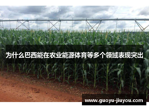 为什么巴西能在农业能源体育等多个领域表现突出